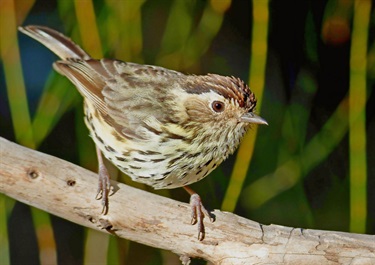 2024-Threatened-Species-Category-2nd-John-French-Speckled-Warbler