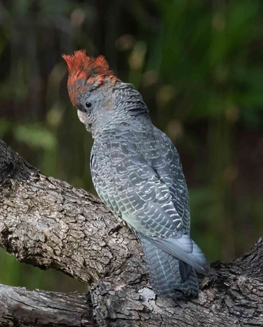 2024-Threatened-Species-Category-2nd-Warren-Lloyd-GANG-GANG-Cockatoo