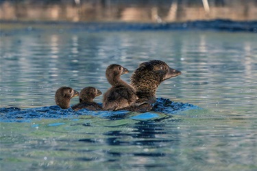 2024-Threatened-Species-Category-3rd-Nigel-Sethack-Musk-Duck