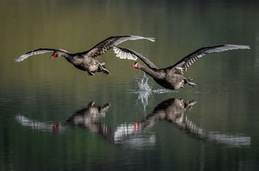 2024-Waterbird-Winner-Warren-lloyd-Getting-Airborne