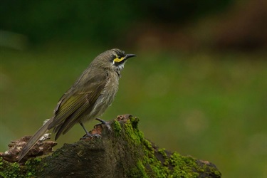 2024-Woodland-Bird-Category-3rd-Craig-Grant-Yellow-Faced-Honeyeater-in-the-Green