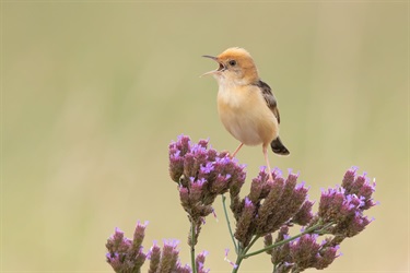 Open 2024 - 3rd - Paul Heath - Cisticola