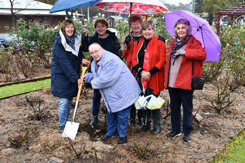 Cowra-Evening-CWA-donate-rose-to-Cowra-Rose-Garden