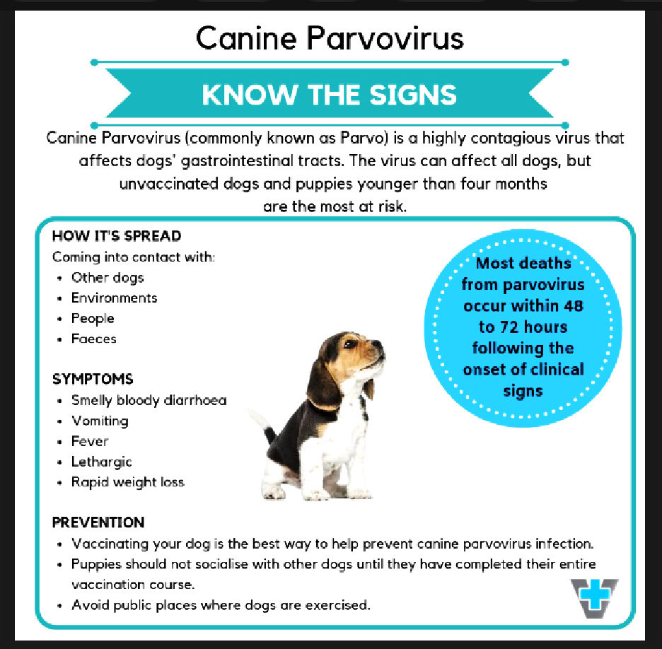 Parvovirus transmission from store dogs to humans