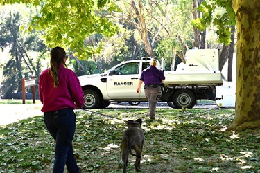 Cowra Council Rangers